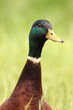 Mallard Duck Portrait