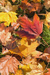 Herbstlaub