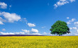 lone tree and rape fields