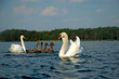 Photo: Swan seed Swan seed