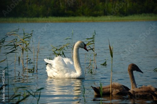 Photo: Swan and nestling Swan and nestling