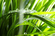 water drops on the green grass