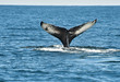 Humpback whale fin