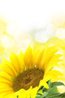 Sunflower against yellow spotted background