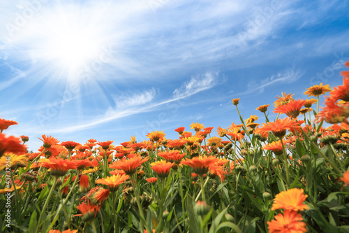 Foto: yellow african daisy with sky yellow african daisy with sky
