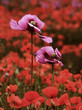 canvas print picture - wundervolles mohnfeld.