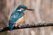 Kingfisher with nictitating membrane