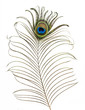 Peacock feather