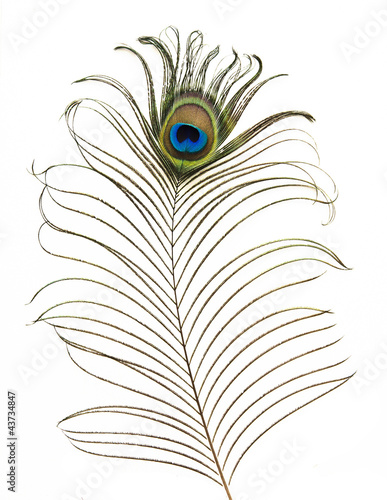 Photo: Peacock feather Peacock feather
