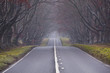 The beech avenue at Kingston Lacy