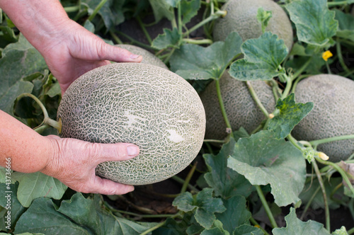 Photo: Melons Melons