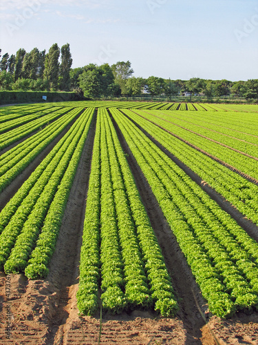 Photo: cultivation of green salad on a thin sand cultivation of green salad on a thin sand