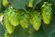 Photo: hop cones- raw material for beer production hop cones- raw material for beer production
