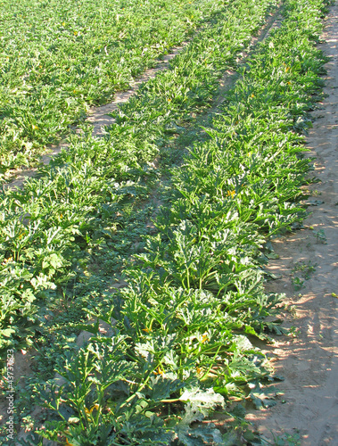 Photo: green field zucchini and yellow squash flowers green field zucchini and yellow squash flowers