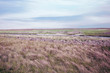 Photo: summer pasture landscape summer pasture landscape