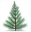 Pine tree vector