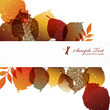 fallen leaves background