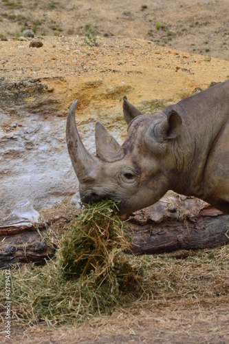 Photo: rhinocéros d'afrique 2 rhinocéros d'afrique 2