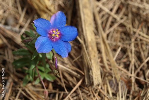 Photo: Blaue Blüte von oben Blaue Blüte von oben