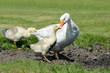 Foto: Gänse Gänse