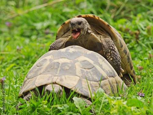 Foto: Griechische Landschildkröten (Testudo graeca) beim Liebesakt Griechische Landschildkröten (Testudo graeca) beim Liebesakt