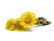 Colts Foot or Tussilago farfara