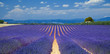 lavender fields