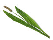 Photo: Ribwort plantain - (Plantago Lanceolata) Ribwort plantain - (Plantago Lanceolata)