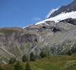 Mélèzes près du glacier.
