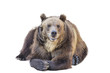 Brown bear