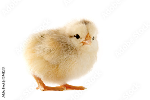 Photo: young chick young chick