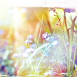 beautiful flowers made with color filters