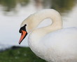 Schwan-19685b1