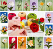 Photo: crochet flowers crochet flowers