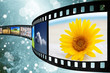 Pellicola films