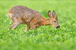 Young roe buck in clover meadow