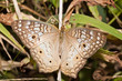 Edelfalter