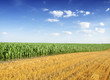 Corn Field