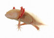 axolotl