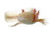 axolotl