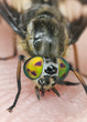 Twin-lobed deerfly (Chrysops relictus) sucking blood from human