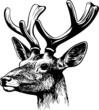 Red deer's head
