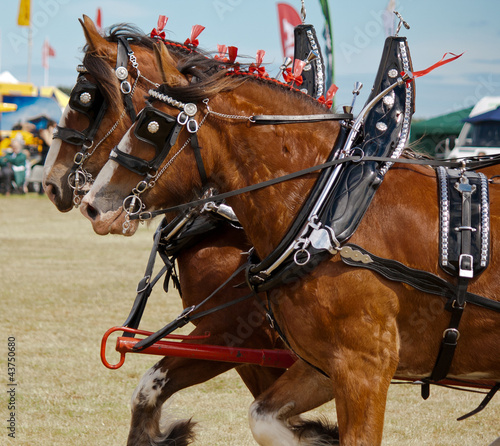 Photo: Clydesdale horses Clydesdale horses