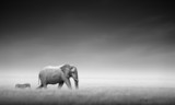 Elephant with zebra (Artistic processing) - Fine Art prints