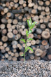 Save the Nature-alternative energy