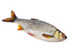 roach (Rutilus rutilus)