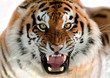 Siberian Tiger Growling
