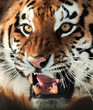 Siberian Tiger Growling
