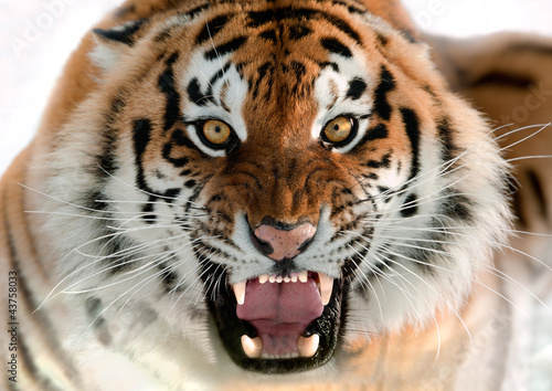 Photo: Siberian Tiger Growling Siberian Tiger Growling