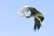 Photo: A Crane in flight A Crane in flight